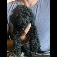 Cockapoo