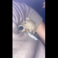 Cockapoo