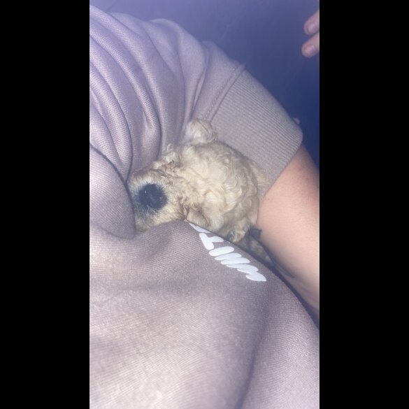 Cockapoo