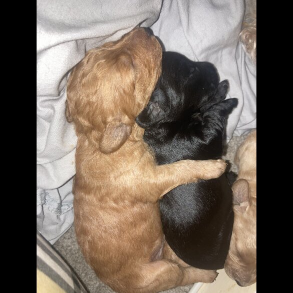 Cockapoo