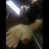Cockapoo