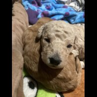 Cockapoo