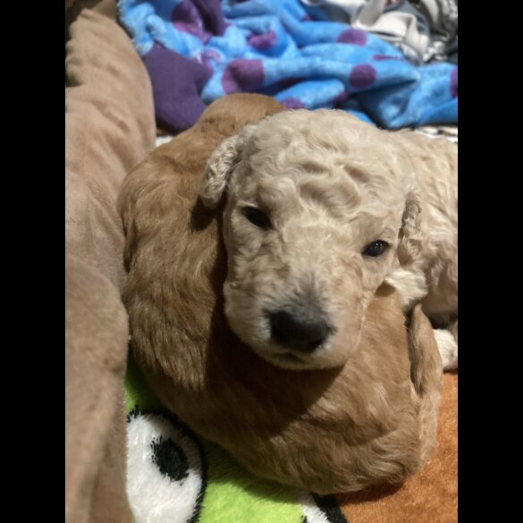 Cockapoo