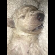 Cockapoo