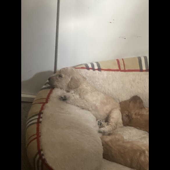 Cockapoo