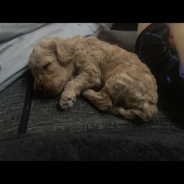Cockapoo