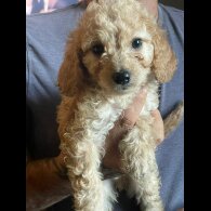 Cockapoo