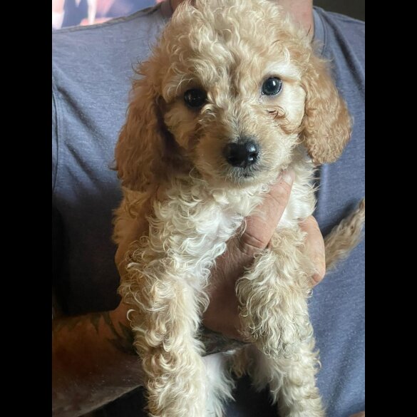 Cockapoo