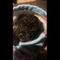 Cockapoo