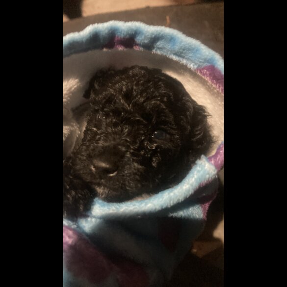 Cockapoo