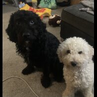 Cockapoo