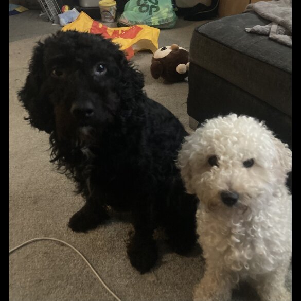 Cockapoo