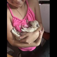 Cockapoo
