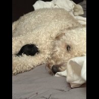 Cockapoo