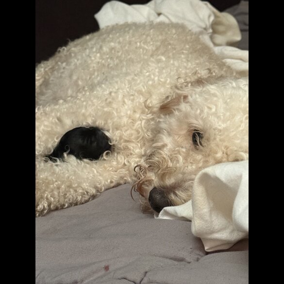 Cockapoo