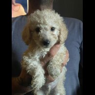 Cockapoo