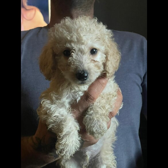 Cockapoo