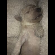 Cockapoo