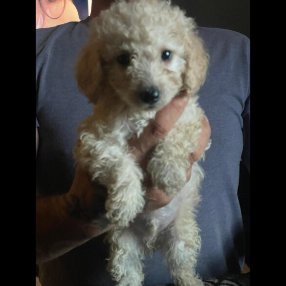 Cockapoo