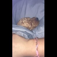 Cockapoo
