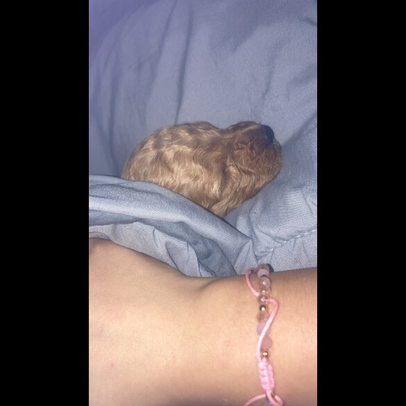Cockapoo