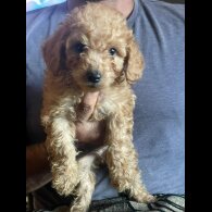 Cockapoo