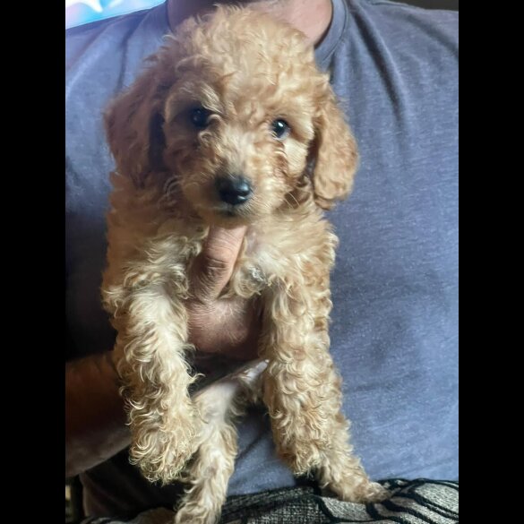 Cockapoo