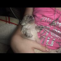 Cockapoo