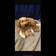 Mixed Breed
