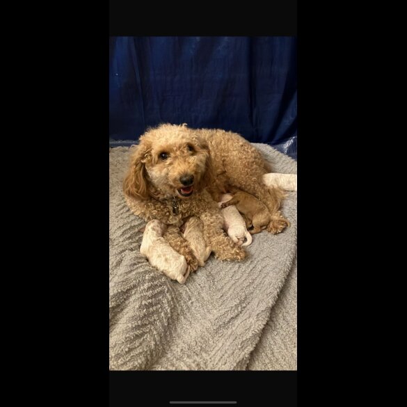 Mixed Breed