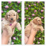 Mixed Breed