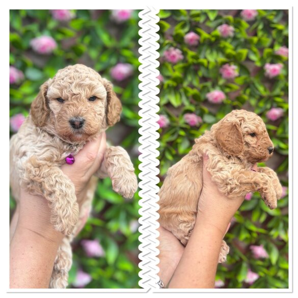 Mixed Breed