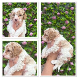 Mixed Breed