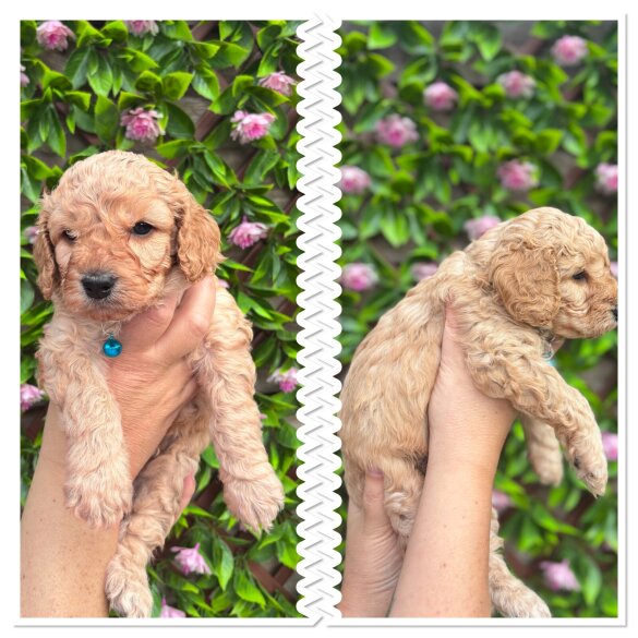Mixed Breed