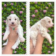 Mixed Breed