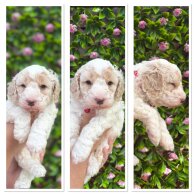 Mixed Breed
