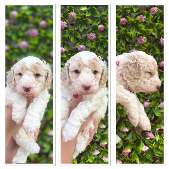 Mixed Breed