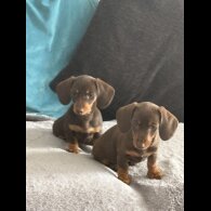 Dachshund (Smooth Haired) - Bitches