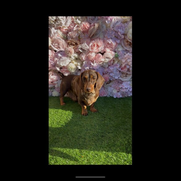 Dachshund (Smooth Haired) - Bitches