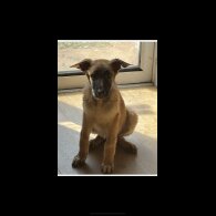 Belgian Shepherd Dog (Tervuren)