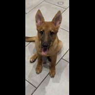 Belgian Shepherd Dog (Tervuren)