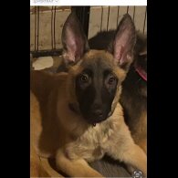 Belgian Shepherd Dog (Tervuren)