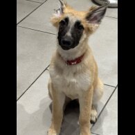 Belgian Shepherd Dog (Tervuren)