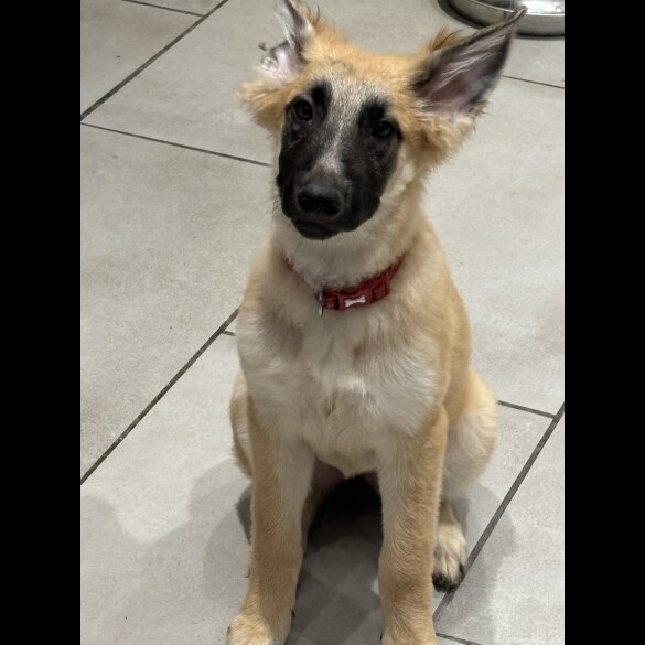 Belgian Shepherd Dog (Tervuren)