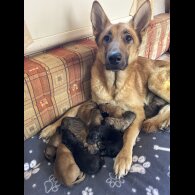 Belgian Shepherd Dog (Tervuren)