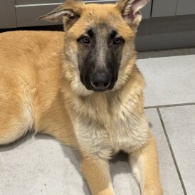 Belgian Shepherd Dog (Tervuren)