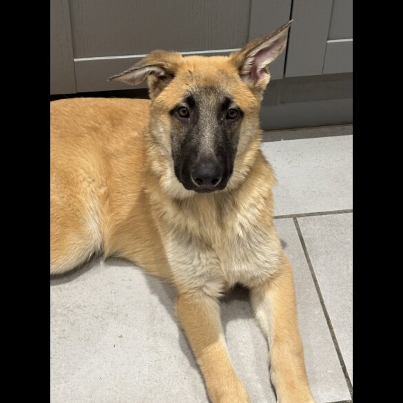 Belgian Shepherd Dog (Tervuren)