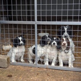 Sprocker Spaniel
