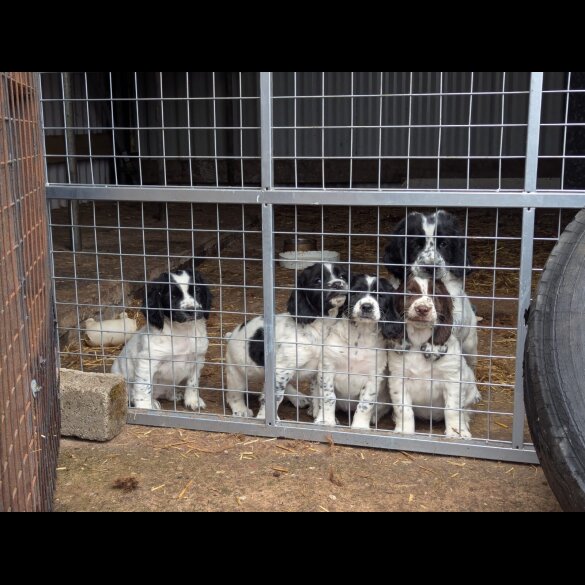 Sprocker Spaniel