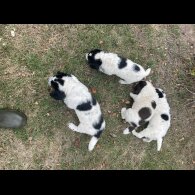 Sprocker Spaniel